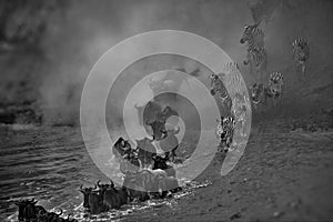 Black and white of a group of wild animals compiled of hartebeests and zebras near a waterhole