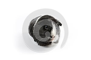 Black and White Guinea Pig