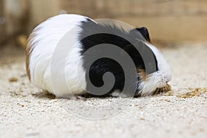 Black white guinea pig in a cage