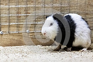 Black white guinea pig in a cage