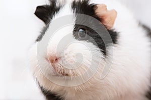 Black and white guinea pig close up