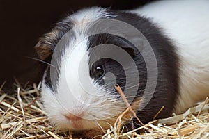 Black and white guinea pig - pet animal