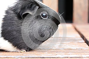Black and White Guineapig