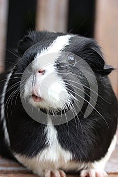 Black and White Guineapig