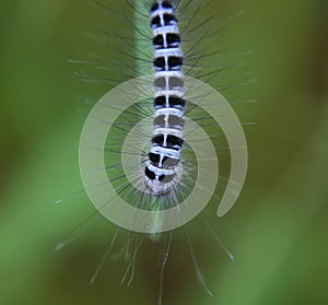 Black and white hairy caterpillar