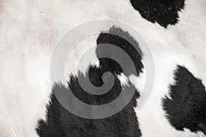Black and white hairy skin texture