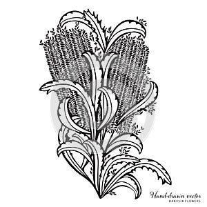 Black and White Hand drawn Banksia Floral Arrangement