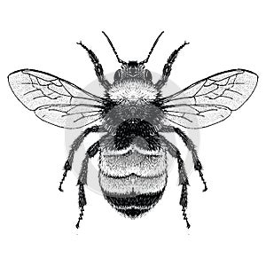 Black and White illustration of American Bumble Bee