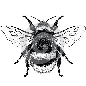 Black and White illustration of male Buff Tailed Bumble Bee