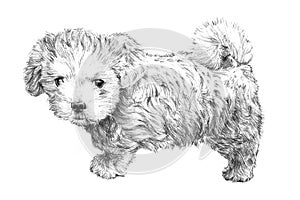 Black and white hand drawn puppy dog