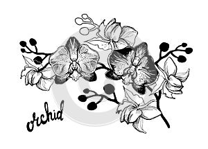 Black and white hand drawn sketch with spotty orchids flowers.