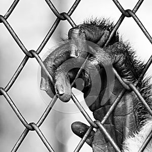 Black and white hand monkey on cage