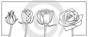 Black and white handmade roses for coloring books, decor, item designs.