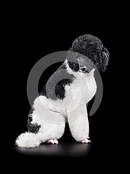 Black and white harlequin poodle
