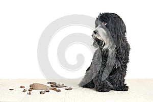 A black and white Havanese dogs looks guilty