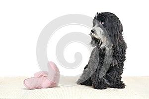 A black and white Havanese dogs looks guilty