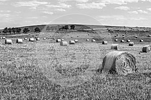 Black and white photo of hay bales and field