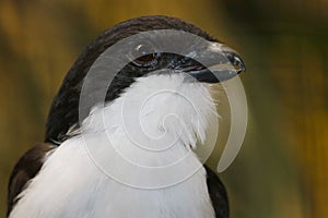 Head of a long-tailed fiscal (lanius cabanisi) in profile view photo