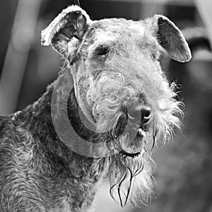 Black white head portrait of stunning Airedale Terrier show dog