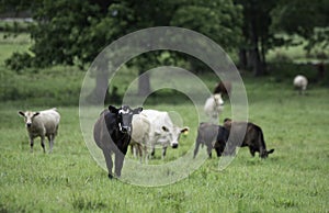 Black and white heifer with other cattle out of focus behind