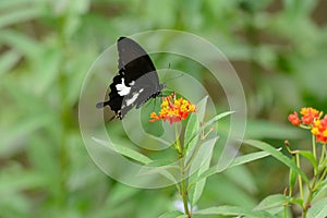 Black and White Helen butterfly (Papilio nephelus)