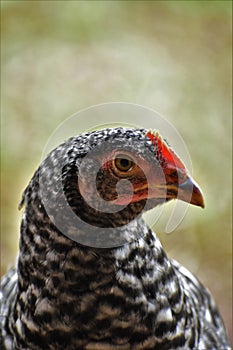 Black and white hen close up