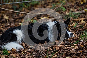 black white herding dog sleeps