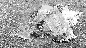 Black and white hexaplex Trunculus seashells photo