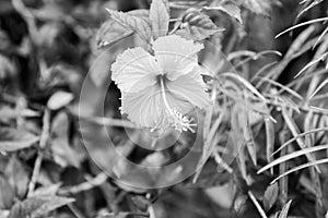 Black and white Hibiscus rose mallow with water drops