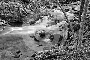Black and White of a Hidden Trout Stream