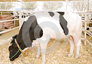 A black and white Holstein bull grazing photo