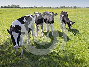 Black and white holstein calves in green grassy meadow in dutch spring with blue sky in holland