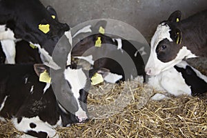 Black and white holstein calves in straw inside dutch farm in holland