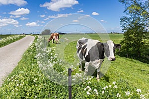 Black and white Holstein cow at a bicycle path near Groningen
