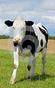 Black and white holstein cow isolated against green grass on remote farmland and agriculture estate. Raising live cattle