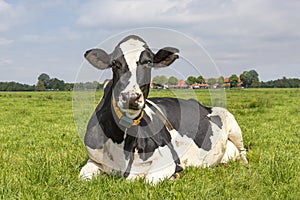 Black and white holstein cow lying down happy in high green grass under a blue sky