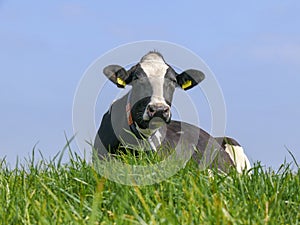 Black and white holstein cow lying in high green grass under a blue sky.