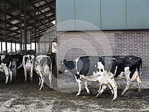Black and white holstein cows enter barn of farm in holland