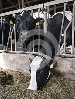Black and white holstein cows feed inside barn on dutch farm in holland
