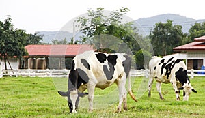 Black and white Holstein cows grazing