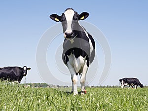 Black and white holstein cows in green grassy meadow in dutch spring with blue sky in holland