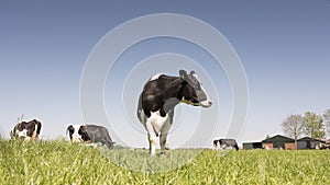 Black and white holstein cows in green grassy meadow in dutch spring with blue sky in holland