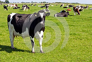 Black and white Holstein Friesian cattle cows grazing on farmland