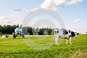 Black and white Holstein Friesian cattle cows grazing on farmland.