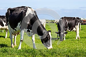 Black and white Holstein Friesian cattle cows grazing on farmland