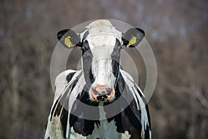 Black and White Holstein-Friesian Cow