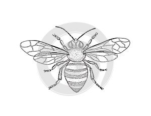 Black and white honey bee with spread wings in vintage style. Vector graphic illustration. Symbol of fertility.