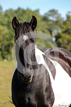 Black and white horse