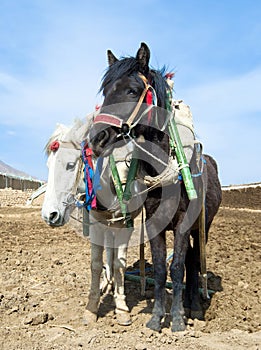 Black and white horse