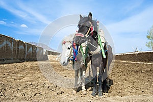 Black and white horse